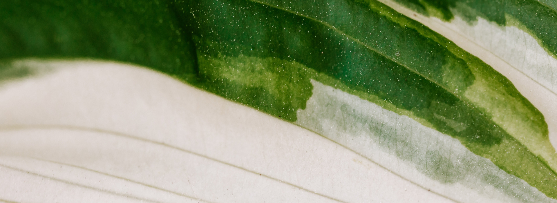 Nutrition_Consultant_bg_footer.jpg Nutrition_Consultant_bg_footer.jpg