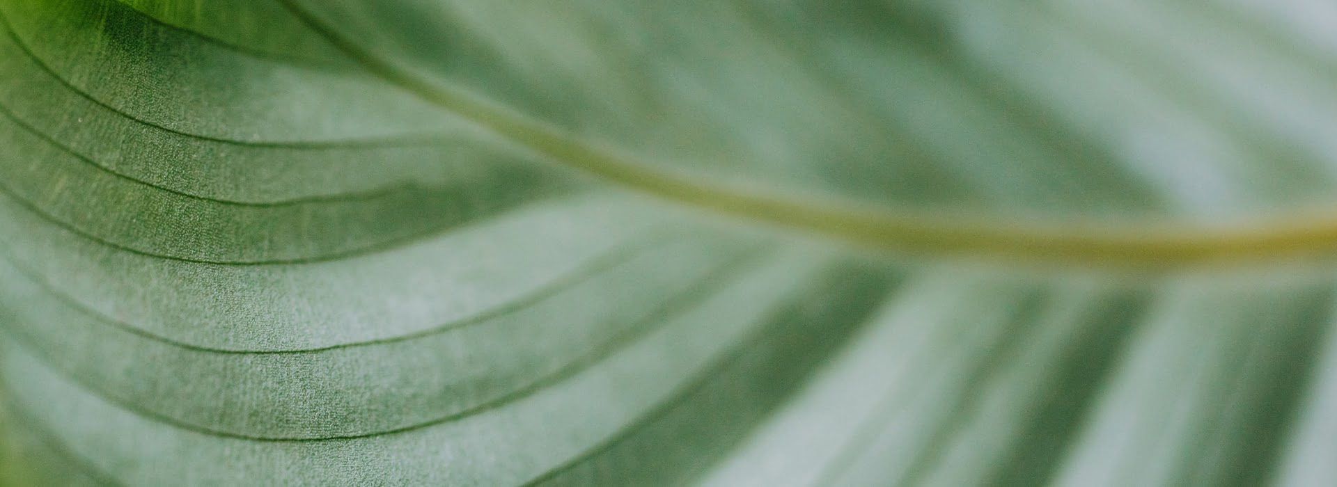 Nutrition_Consultant_bg_footer2.jpg Nutrition_Consultant_bg_footer2.jpg